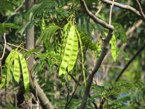 Silktree (Albizia julibrissin)