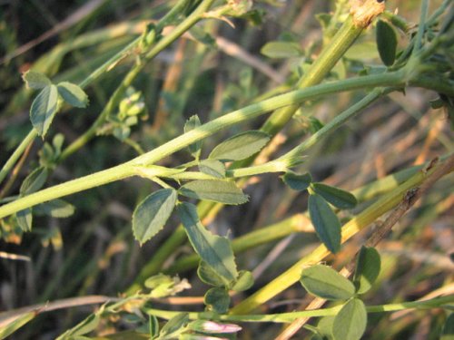 Alfalfa (Medicago sativa)