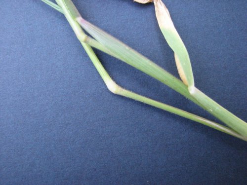 Prairie Cup Grass (Eriochloa contracta)