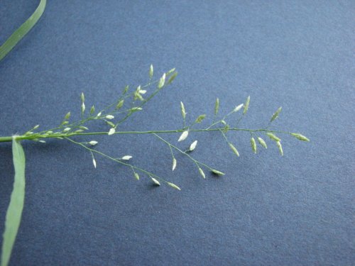 Stinkgrass (Eragrostis cilianensis)