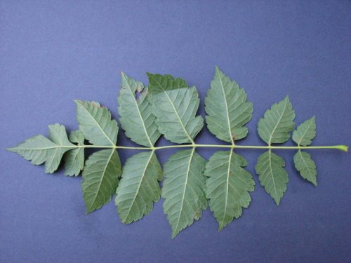 Golden Rain Tree (Koelreuteria paniculata)