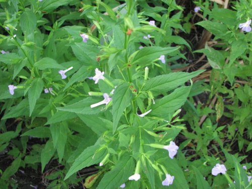 Winged Monkeyflower (Mimulus alatus)