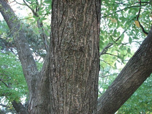 Japanese Pagoda Tree (Styphnolobium japonicum)