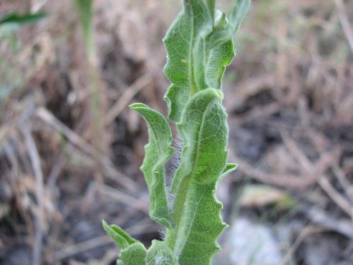 Camphorweed (Heterotheca subaxillaris)