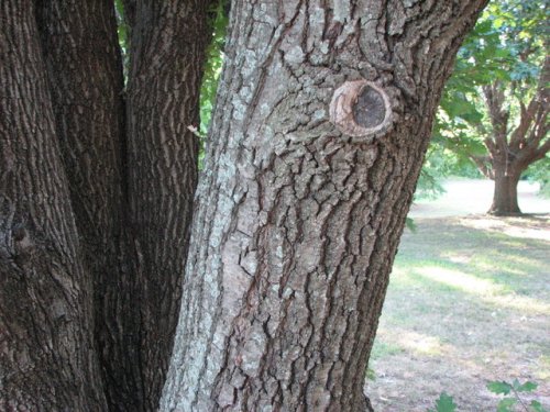 English Oak (Quercus robur)