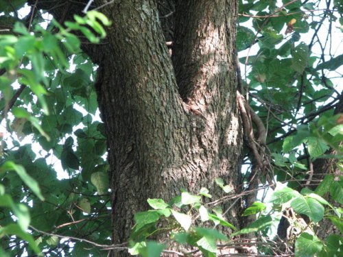 Pecan (Carya illinoinensis)