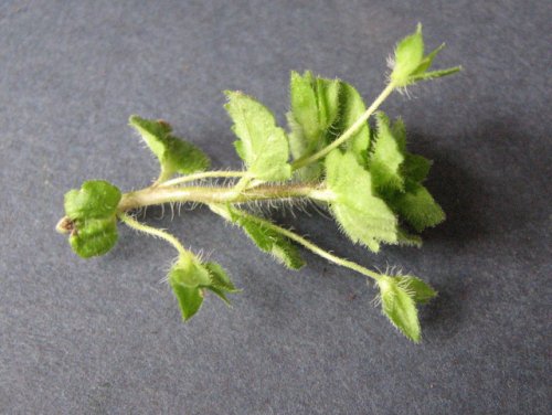 Winter Speedwell (Veronica persica)