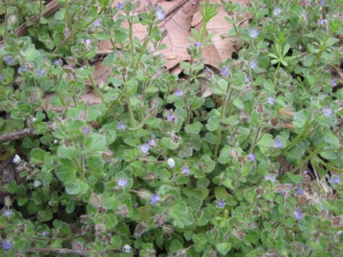 Ivyleaf Speedwell (Veronica hederifolia)