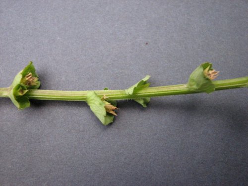 Clasping Leaf Venus' Looking G (Triodanis perfoliata)