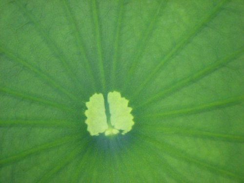 American Lotus (Nelumbo lutea)