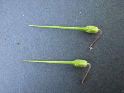 Red Stem Stork's Bill (Erodium cicutarium)