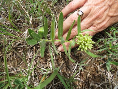 Woolly Milkweed (Asclepias lanuginosa)