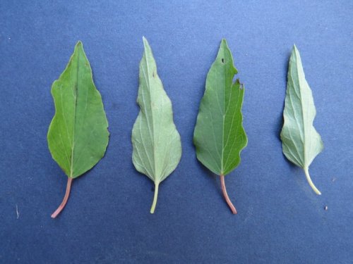 Narrowleaf morning glory (Ipomoea shumardiana)