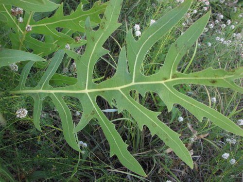 Compass Plant (Silphium laciniatum)
