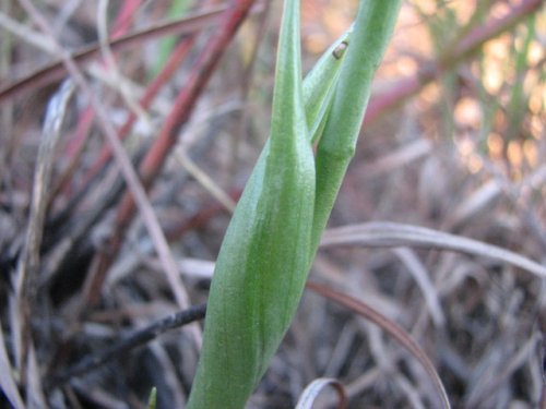 Great Plains Lady's Tresses (Spiranthes magnicamporum)