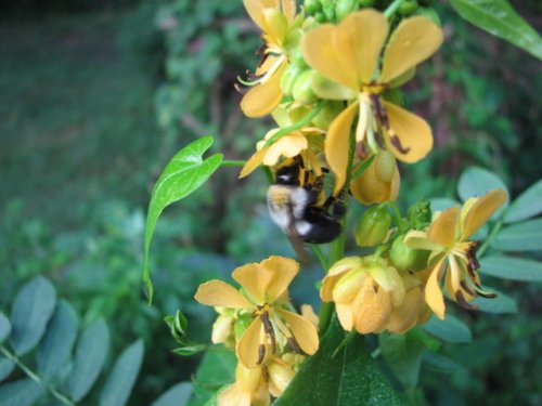 Maryland Senna (Cassia marilandica)