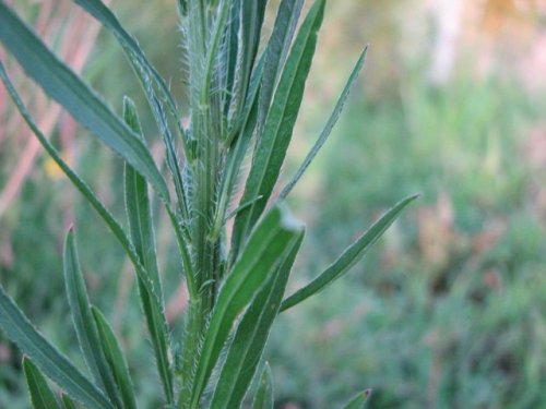 Tall Horseweed (Conyza canadensis)