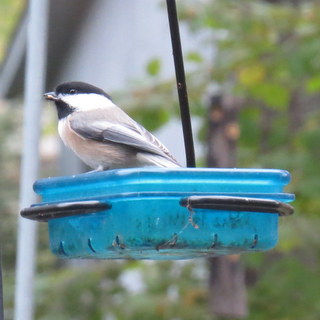 black-capped chickadee