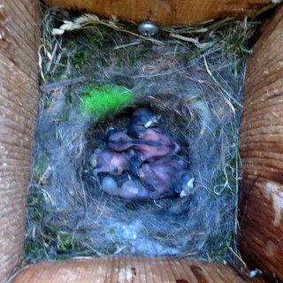 Black-capped Chickadee nestlings