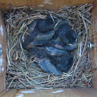 Bluebird nestlings
