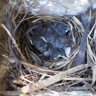 House Wren nestlings