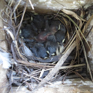 House Wren nestlings