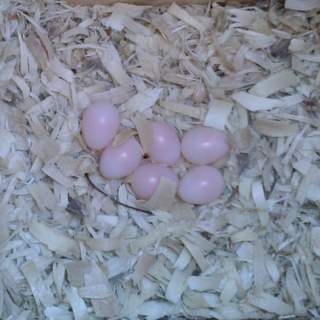 Flicker Eggs