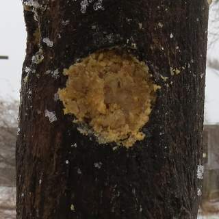 log suet feeder