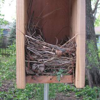 starling nest