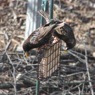 starlings eating suet