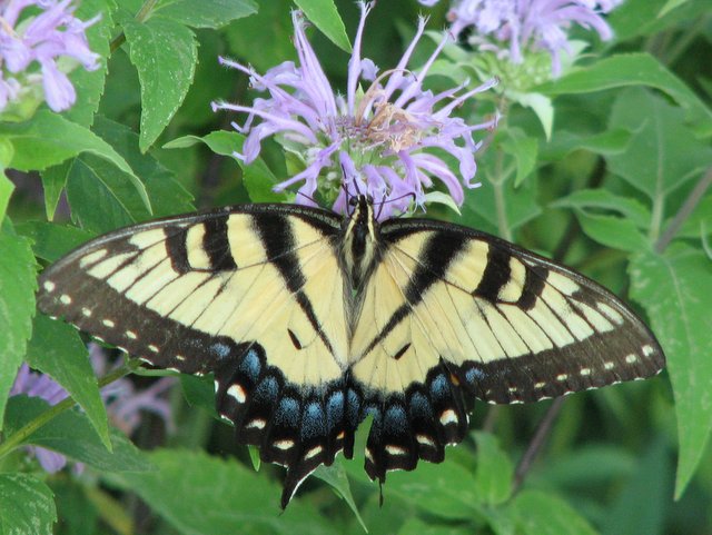 images/gallery/yardbutterflies/eastern_tiger_swallowtail_adult.JPG