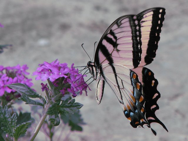 images/gallery/yardbutterflies/eastern_tiger_swallowtail_adult_nectaring.JPG