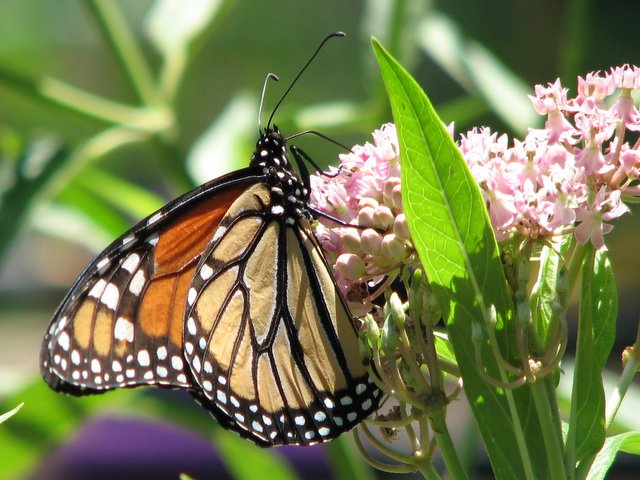 images/gallery/yardbutterflies/monarch_adult_nectaring_swamp_milkweed.JPG
