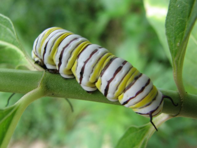 images/gallery/yardbutterflies/monarch_larva_swamp_milkweed.JPG