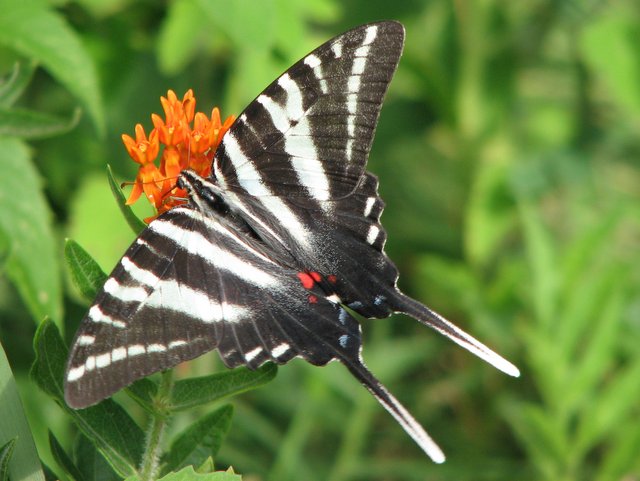 images/gallery/yardbutterflies/zebra_swallowtail.JPG