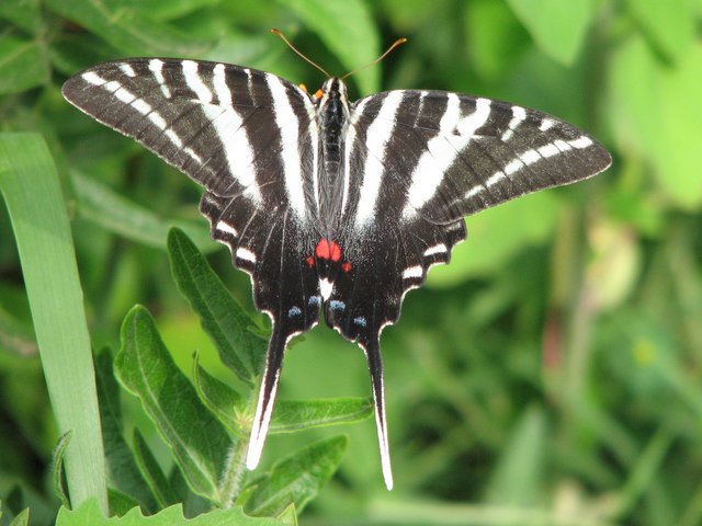 images/gallery/yardbutterflies/zebra_swallowtail2.JPG