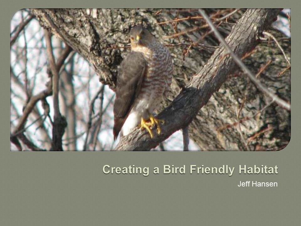 Creating a Bird Friendly habitat