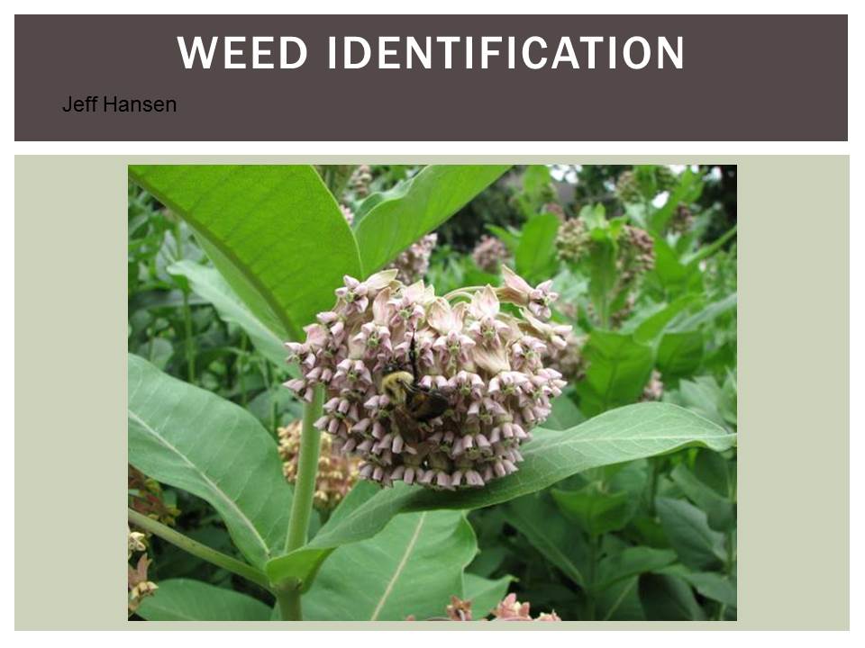 Identification of Kansas Weeds