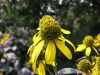 Cutleaf Coneflower (Rudbeckia laciniata)