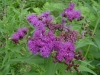 Baldwin Ironweed (Vernonia baldwinii)